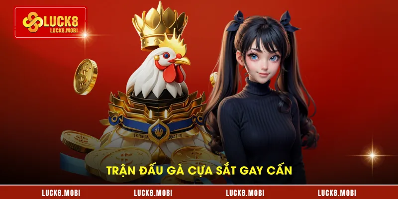 Trận đấu gà cựa sắt gay cấn